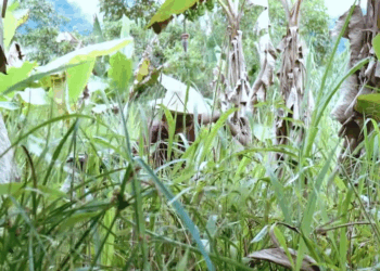 [COMPLETE] 487M0905 AF387 Nunca de imaginaron que sería su jefe