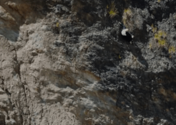 [COMPLETE] 558M0905 AF458 Su propio padre intento cometer un grave error con su hijo