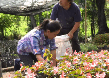 [COMPLETE] 559M0905 AF459 Le dijo a su hija que ella no servía para estudiar solo para trabajar pero con el tiempo ella le dem