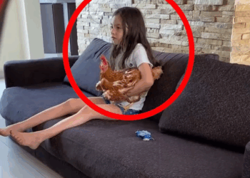 [COMPLETE] 129M0920 AQ005 Nos COMEMOS la GALLINA de mi SOBRINA